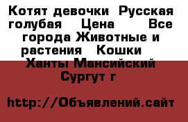 Котят девочки “Русская голубая“ › Цена ­ 0 - Все города Животные и растения » Кошки   . Ханты-Мансийский,Сургут г.